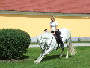vyjžďky na koních v Třeboni