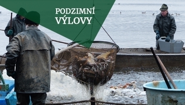 Výlovy rybníků na Třeboňsku